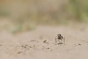 Northern Dune Tiger Beetle Prints: Marco image of an insect