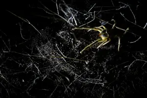 Asian Wildlife Prints: Marco image of an insect
