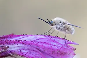 Outdoor Wildlife Photography Prints: Marco image of an insect