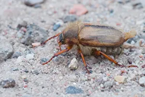 German Fauna Photos Prints: Marco image of an insect