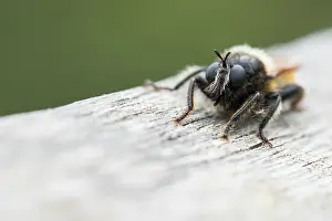 Outdoor Insect Photography Prints: Marco image of an insect