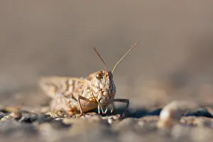 European Grasshopper Species Prints: Marco image of an insect