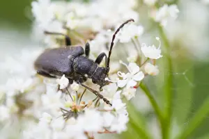 Outdoor Insect Photography Prints: Marco image of an insect