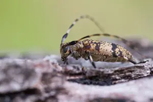 Marco image of an insect