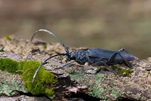 German Wildlife Fauna Images Prints: Marco image of an insect