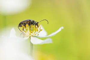 Asian Wildlife Images Prints: Marco image of an insect