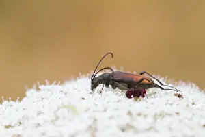 Outdoor Wildlife Photography Tips Prints: Marco image of an insect