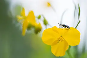Marco Print of Trichodes irkutensis Imago