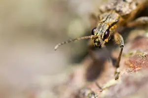 Nature Photography Wildlife Prints: Marco image of an insect
