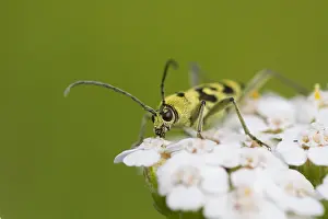 Outdoor Wildlife Photography Prints: Marco image of an insect