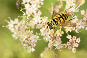 Nature Photography Austria Prints: Marco image of an insect