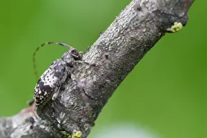 Outdoor Wildlife Photography Prints: Marco image of an insect