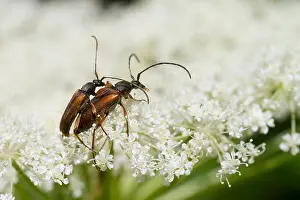 Outdoor Wildlife Images Prints: Marco image of an insect