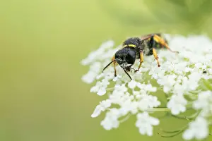 German Wildlife Photography Nature Prints: Marco image of an insect