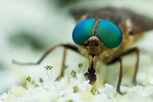 Wildlife Fauna Prints: Marco image of an insect