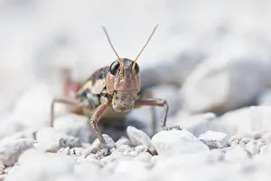European Grasshopper Species Prints: Marco image of an insect