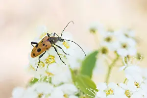 Images Dated 29th May 2017: Marco Print of Oedecnema gebleri Imago