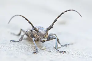 Russian Wildlife Prints: Marco image of an insect