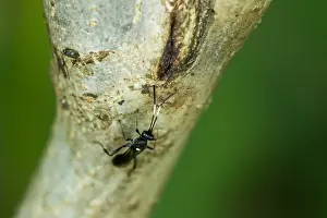 Vulgichneumon sp. Print, Germany Imago
