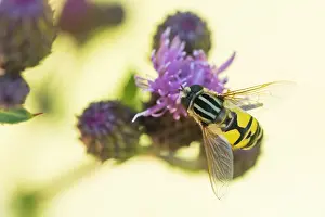 Wildlife In Slovenia Prints: Marco image of an insect
