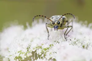 Fauna In Nature Prints: Marco image of an insect