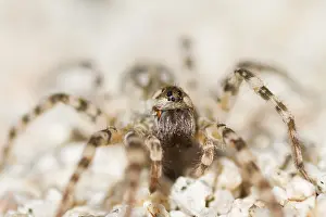 Marco image of an insect