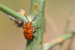 Nature Photography Outdoor Prints: Marco image of an insect