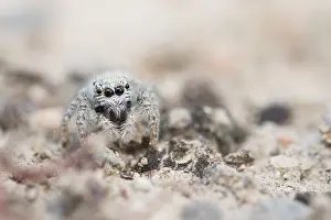 Wildlife Photography Kyrgyzstan Prints: Marco image of an insect