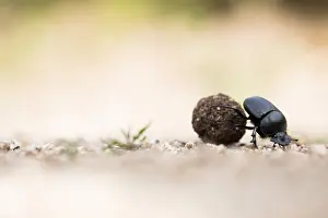 European Scarab Beetle Prints: Marco image of an insect