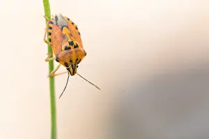 Outdoor Wildlife Photography Prints: Marco image of an insect