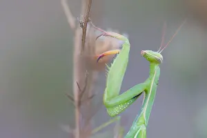 European Mantis Prints: Marco image of an insect