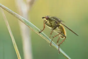German Fauna And Flora Images Prints: Marco image of an insect
