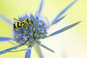 Wildlife Fauna Prints: Marco image of an insect