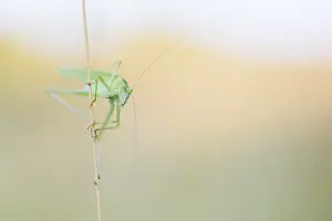 German Wildlife Fauna Images Prints: Marco image of an insect