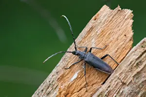 German Wildlife Nature Photos Prints: Marco image of an insect