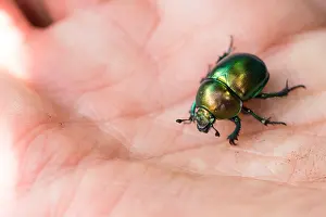 Wildlife Fauna Europe Prints: Marco image of an insect