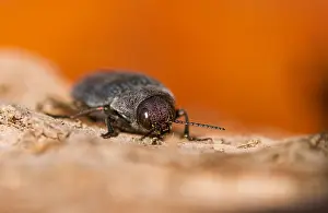 Biodiversity In Europe Prints: Marco image of an insect