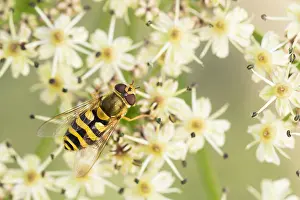 European Hoverfly Prints: Marco image of an insect
