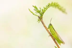 German Fauna Images Prints: Marco image of an insect