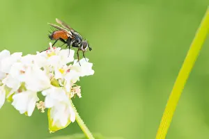 Outdoor Wildlife Photography Prints: Marco image of an insect