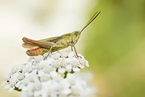 European Grasshopper Species Prints: Marco image of an insect