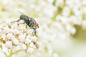 German Fauna Photos Prints: Marco image of an insect