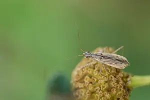 Outdoor Insect Photography Prints: Marco image of an insect
