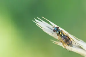 European Hoverfly Prints: Marco image of an insect