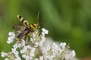 European Insect Species Prints: Marco image of an insect