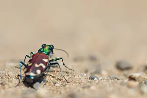 Images Dated 29th May 2017: Cicindela nitida Print - Baikal Region Insect Image