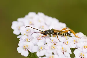 European Insect Species Prints: Marco image of an insect