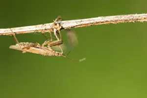 European Insect Species Prints: Marco image of an insect