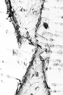 Insect Metamorphosis Process Prints: Marco image of an insect