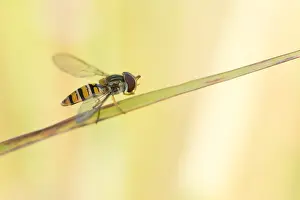European Insect Species Prints: Marco image of an insect